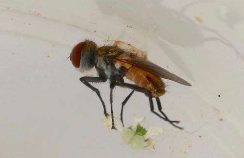 Clytiomya continua